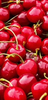 Vibrant red cherries mobile wallpaper.