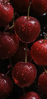 Red cherries with water droplets on a dark background, perfect for wallpapers.