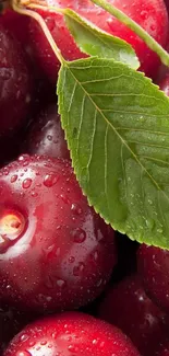 Close-up of dewy red cherries with a green leaf on a mobile wallpaper.