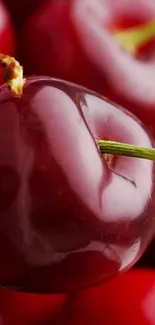 Close-up of vibrant red cherries in a natural setting wallpaper.