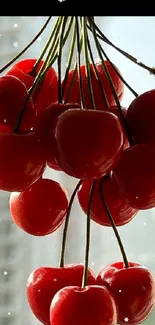 Vibrant red cherries hanging against a blurred cityscape background.