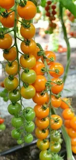 Colorful cherry tomato vines with green and orange tomatoes.