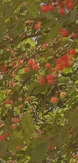 Cherry tree branches with red fruit and green leaves.