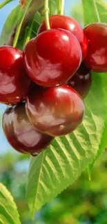 Close-up of vibrant red cherries with lush green leaves.