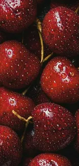 Close-up of vibrant red cherries with water droplets.