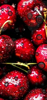 Close-up of vibrant red cherries with waterdrops.