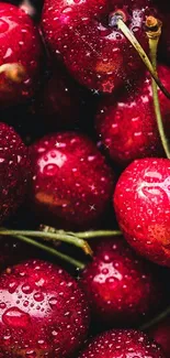 Close-up of vibrant red cherries with water droplets.