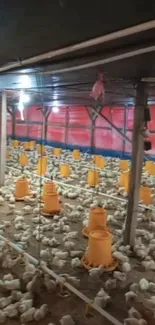 Interior of a vibrant chicken farm with feeding stations and poultry.