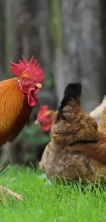 Chickens roaming in lush green grass, against a rustic backdrop.