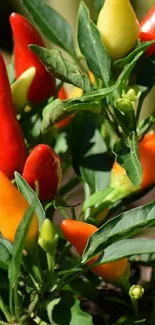 Vibrant chili peppers with green leaves, perfect for a mobile wallpaper.