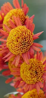 Vibrant orange chrysanthemums mobile wallpaper.