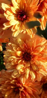 Vibrant orange chrysanthemum flowers in full bloom.