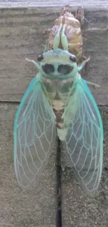 Vibrant cicada with teal wings on wooden background.