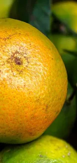 Closeup of vibrant orange fruit with green leaves in background.