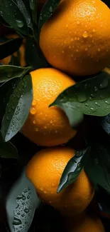 Vibrant oranges with dew on green leaves.