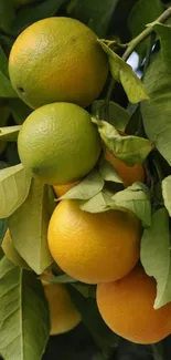 Citrus fruits with lush green leaves on a vibrant tree.