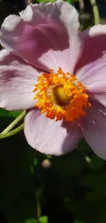 Close-up of a vibrant pink flower with orange center in sunlight.