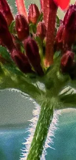 Close-up image of a vibrant flower with green leaves.