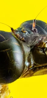 Close-up of an insect head against a bright yellow background.