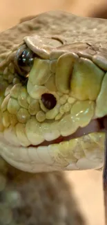 Close-up of a snake with detailed scales in natural lighting, showcasing vibrant colors.