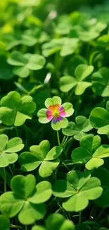 Vibrant clover field with unique blossom.