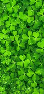 Vibrant green clover leaves wallpaper with dewdrops.