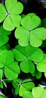 Vibrant green clover leaves in sunlight.