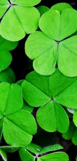 Close-up view of vibrant green clover leaves.