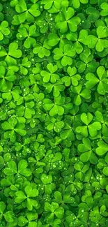 Vibrant clover leaf wallpaper with lush green foliage.