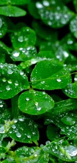 Lush green clover leaves with dewdrops.