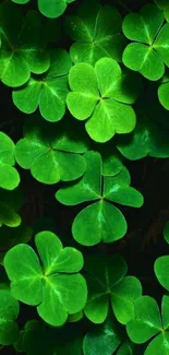 Vibrant green clover leaves wallpaper for mobile.