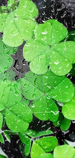 Green clover leaves with water droplets on a mobile wallpaper.