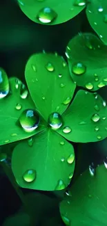 Clover leaf with water droplets close-up