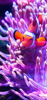 Vibrant clownfish among purple anemones underwater.