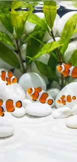 Clownfish swim among white pebbles and green plants in an aquarium setting.