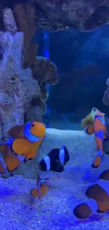 Vibrant clownfish swimming in a colorful aquarium setting.