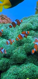 Colorful clownfish swim among vibrant coral reef.