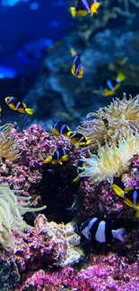 Colorful clownfish swimming around coral.