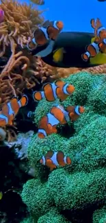 Clownfish swimming among coral reefs in a vibrant underwater scene.