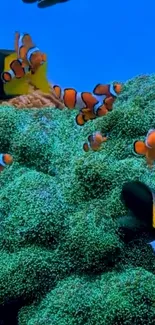 Clownfish swimming over green corals in blue ocean background.