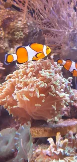 Clownfish swimming in vibrant coral reef setting.