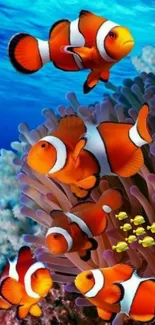 Colorful wallpaper featuring clownfish swimming among coral reefs.