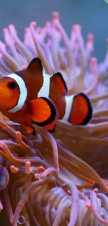 Vibrant clownfish nestled in sea anemone, showcasing coral hues.