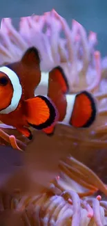 Clownfish swimming in vibrant anemone, showcasing colorful marine life.