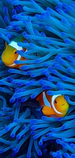 Vibrant clownfish swimming in blue anemone, ocean theme mobile wallpaper.