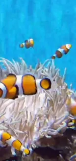 Colorful clownfish swimming in blue ocean with anemone.