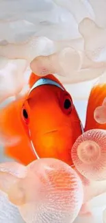 Clownfish nestled among colorful coral.