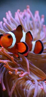 Clownfish nestled in vibrant coral reef, showcasing marine life.