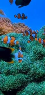 Clownfish swim in a vibrant coral reef.