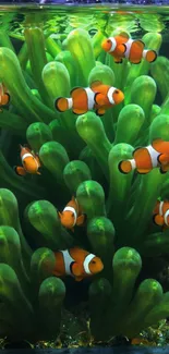 Clownfish swimming among lush green coral reef.